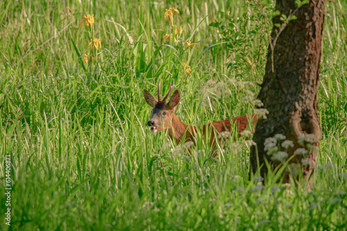 Piękny koziołek, samiec sarny, stojący wśród wysokich traw w swoim środowisku naturalnym, dzikie zwierzęta 
