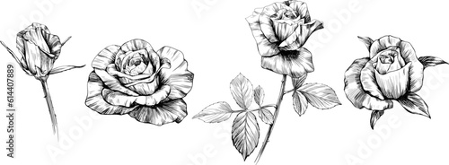 Rose flowers sketch isolate on white. Hand drawn set collection.