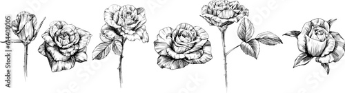 Rose flowers sketch isolate on white. Hand drawn set collection.