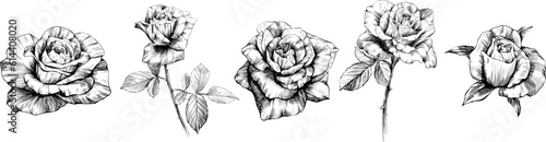 Rose flowers sketch isolate on white. Hand drawn set collection.