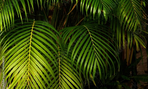 tropical leaves background.Palm leaves background