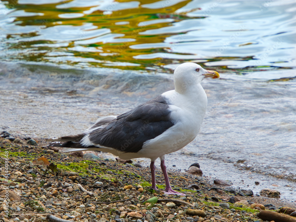 Obraz premium 砂浜にいるカモメ