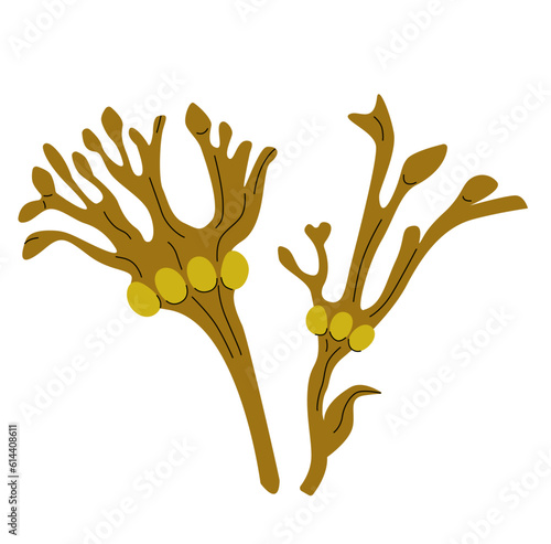 Bladderwrack vector illustration. Black tang seaweed. Edible algae. 