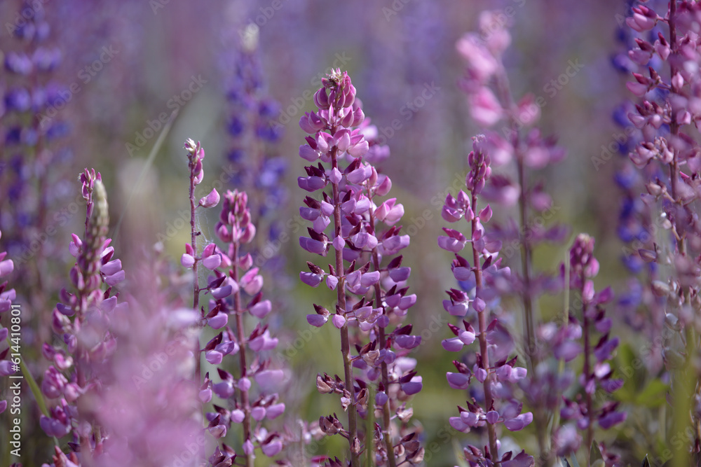 Obraz premium Lupinus polyphyllus. Pink lupines flowering in the meadow. Bunch of lupines in full bloom. Lupin, field with purple and pink flowers. Blooming lupine flowers