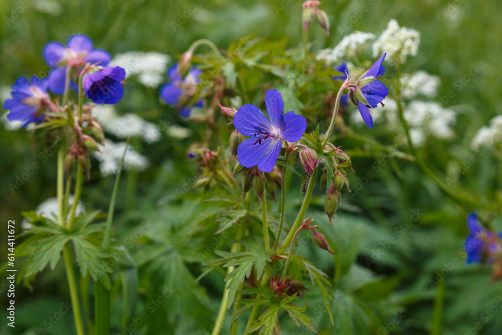 Geranium pratense or meadow geranium. Geranium pratense or meadow geranium.