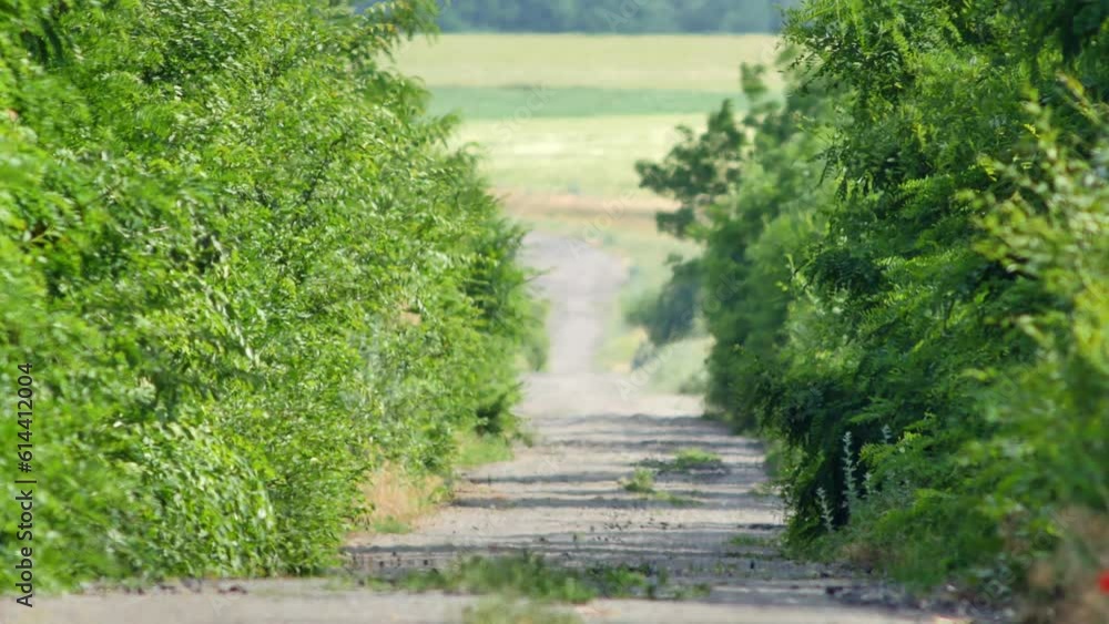 Mirage over abandoned road in countryside surrounded by green trees. Abnormally hot weather with strong winds. Video was filmed with soft focus due to heat waves also known as heat haze or shimmer. Mirage over abandoned road in countryside surrounded by green trees. Abnormally hot weather with strong winds. Video was filmed with soft focus due to heat waves also known as heat haze or shimmer.