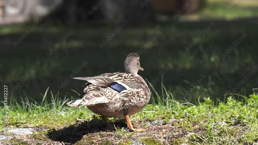 Female duck and ducklings sweem in pond and looks for food on water surface. Female duck and ducklings sweem in pond and looks for food on water surface.
