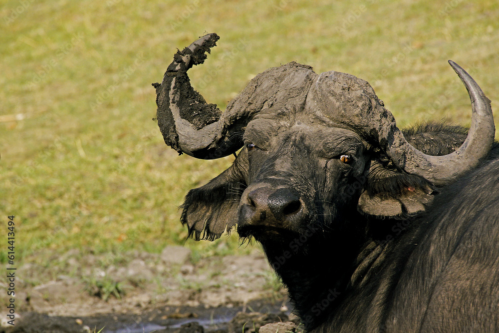 Fototapeta premium African Buffalo, syncerus caffer, Okavango Delta in Botswana