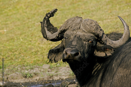 African Buffalo, syncerus caffer, Okavango Delta in Botswana © slowmotiongli