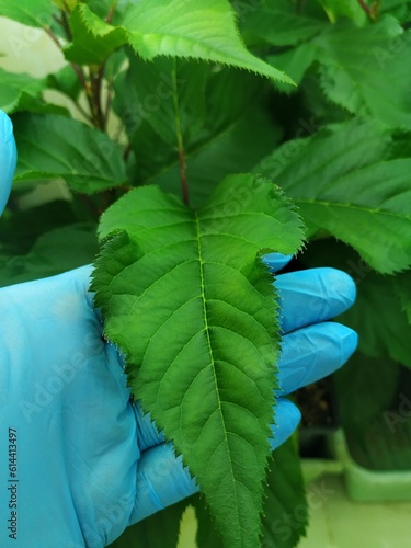 hand holding plant