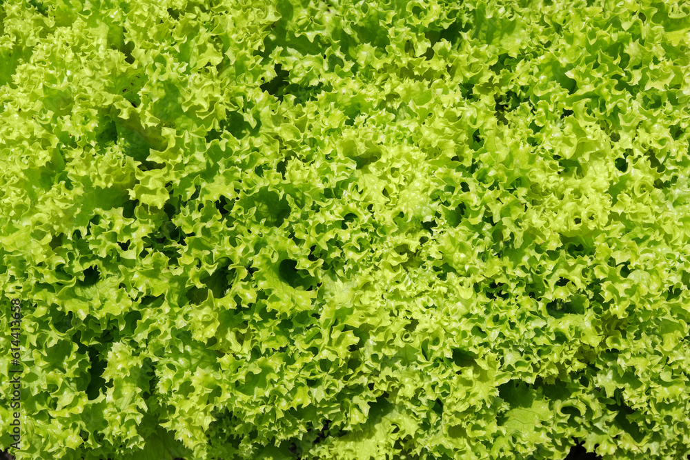 Close-up of Lollo Bionda lettuce or Green coral lettuce in garlden. Close-up center of Green lettuce leaves with tight curly leaves. Fresh vegetables background and wallpaper. Close-up of Lollo Bionda lettuce or Green coral lettuce in garlden. Close-up center of Green lettuce leaves with tight curly leaves. Fresh vegetables background and wallpaper.