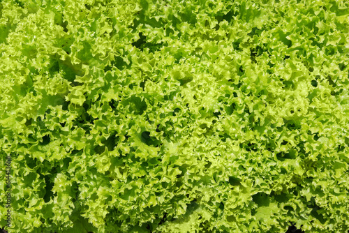 Close-up of Lollo Bionda lettuce or Green coral lettuce in garlden. Close-up center of Green lettuce leaves with tight curly leaves. Fresh vegetables background and wallpaper.