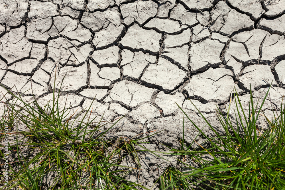 Clumps of grass and dry cracked earth Clumps of grass and dry cracked earth