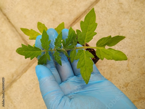 hand holding plant
