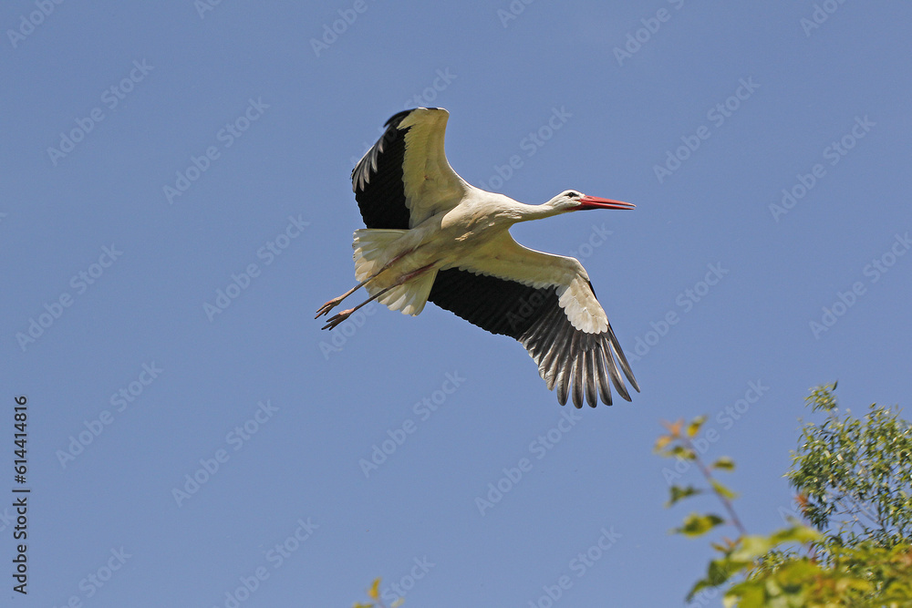 Naklejka premium White Stork, ciconia ciconia, Adult in flight, Alsace in France
