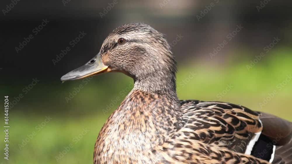 Female mallard (Anas platyrhynchos) - portrait of duck Female mallard (Anas platyrhynchos) - portrait of duck