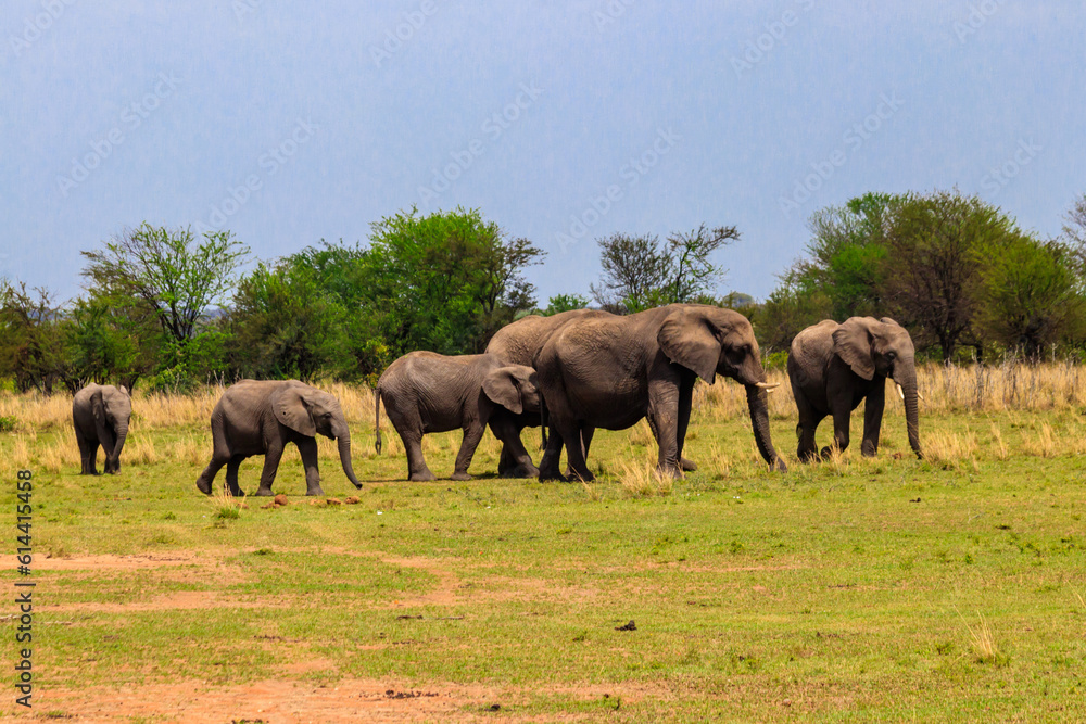 Obraz premium Herd of african elephants in savanna in Serengeti National park in Tanzania