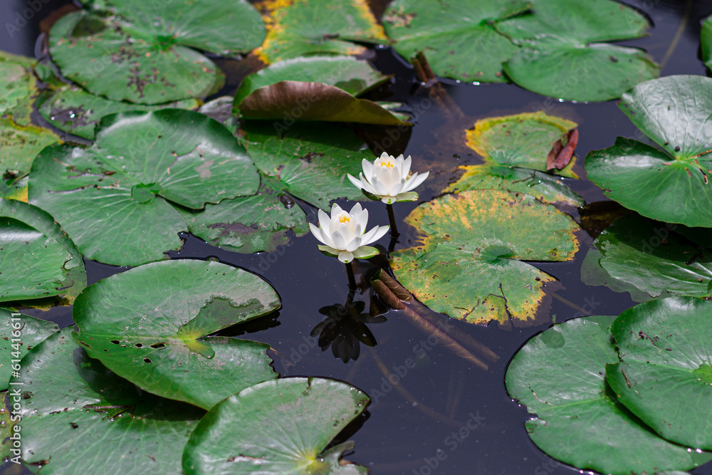 rainy season sky and water lily rainy season sky and water lily