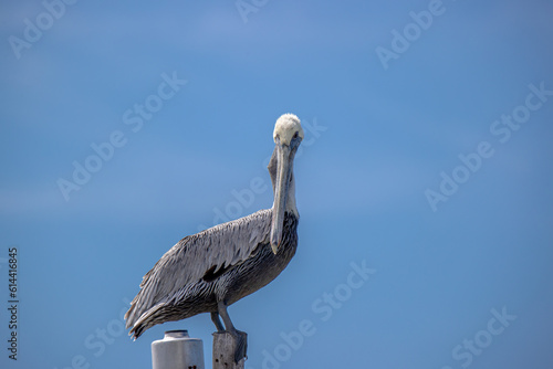Pelikan nay, na latarni w Meksyku w Rio Lagartos photo