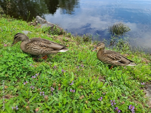 A few ducks on a grassy shoreline.