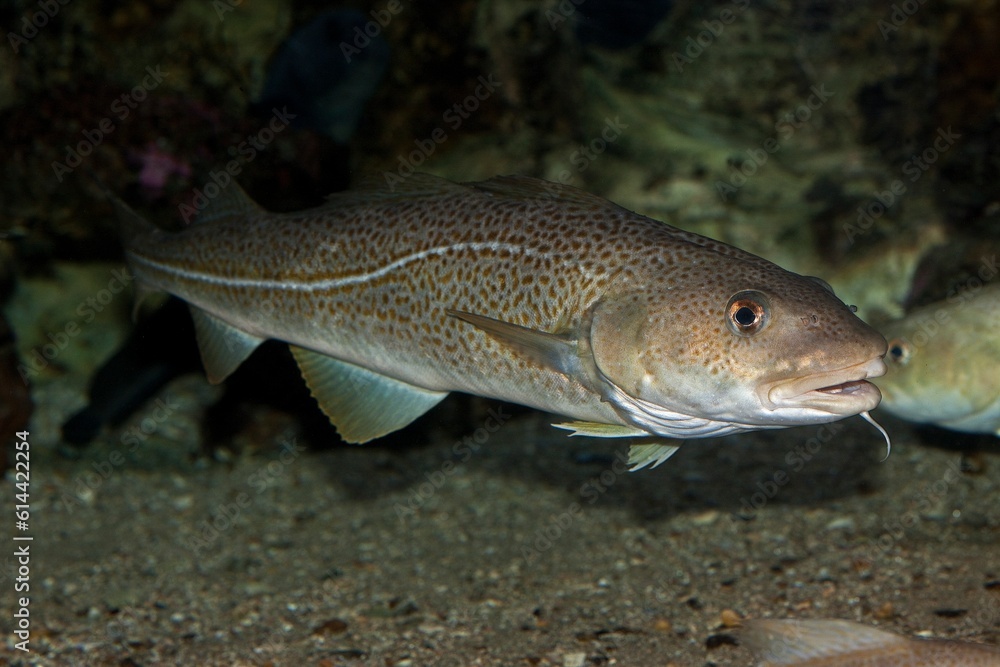Fototapeta premium Atlantic Cod, gadus morhua