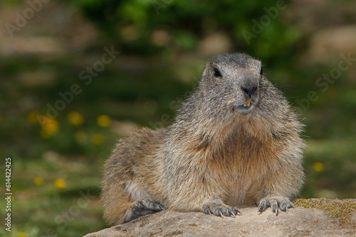 Alpine Marmot, marmota marmota, Adult standing on Rocks, Alps in South East of France