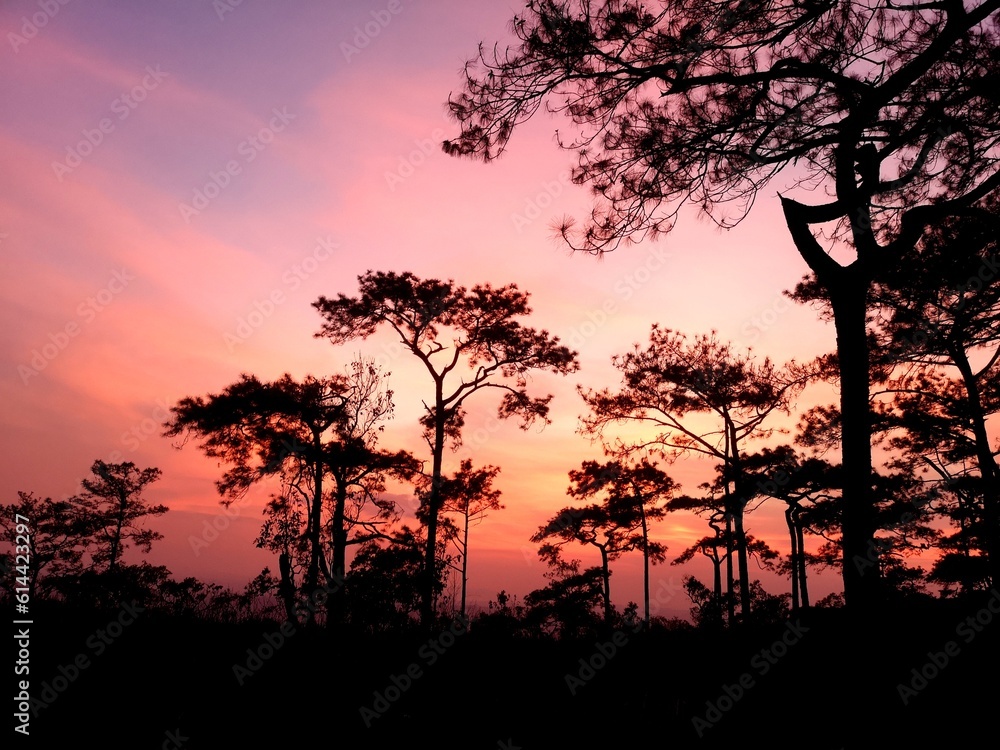 silhouette of tree at sunset silhouette of tree at sunset