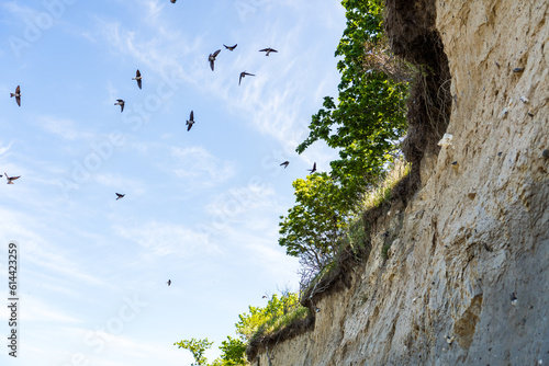 Swallows at a cliff of the baltic sea flying to their nests on a sunny day