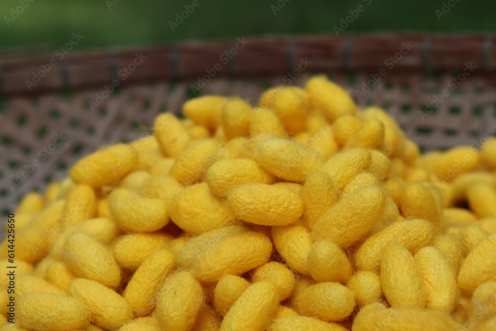 The silk in the cocoon. The yellow silk in the cocoon of Silk fabric on the container can be unraveled to harvest silk fiber. The silk in the cocoon. The yellow silk in the cocoon of Silk fabric on the container can be unraveled to harvest silk fiber.