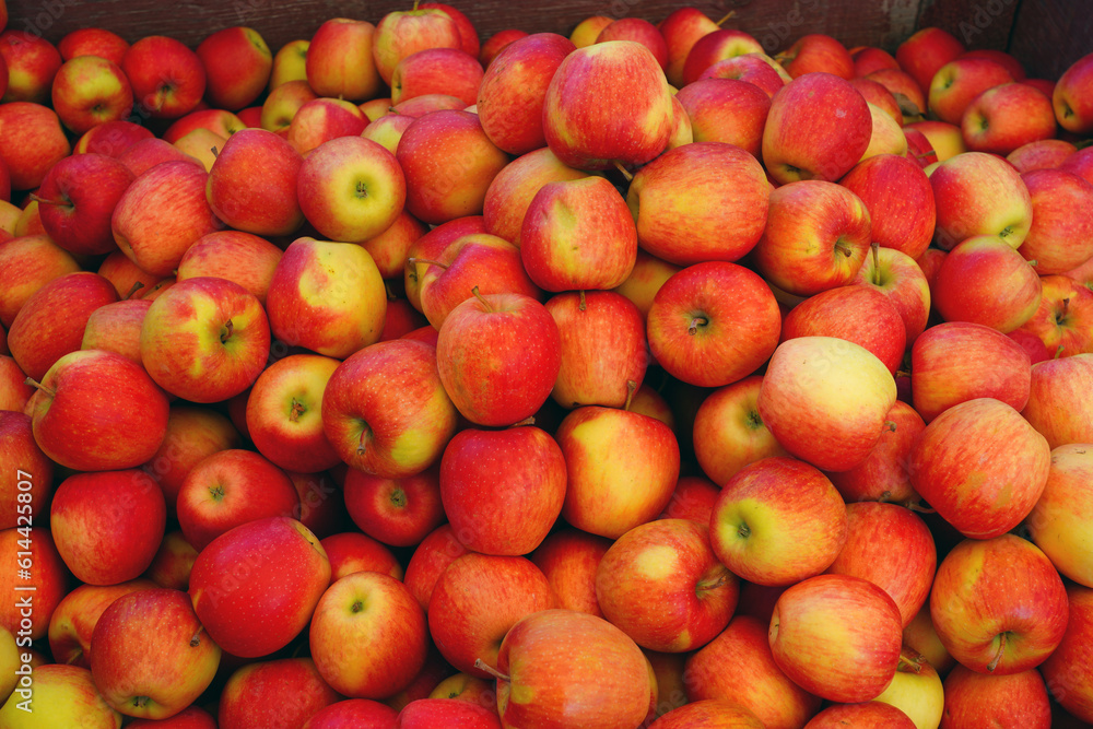 Organic Ambrosia apples at a farmers market Organic Ambrosia apples at a farmers market