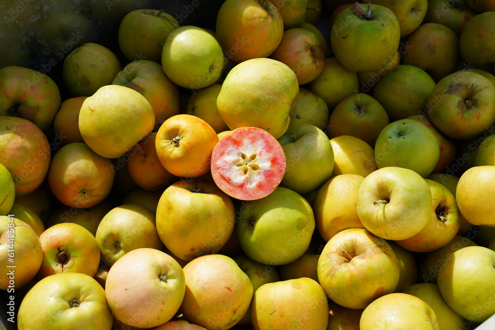Pink Punch apples with pink flesh at a farmers market Pink Punch apples with pink flesh at a farmers market