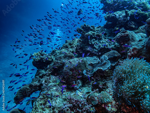 Fototapeta Naklejka Na Ścianę i Meble -  Underwater Sulawesi Togean