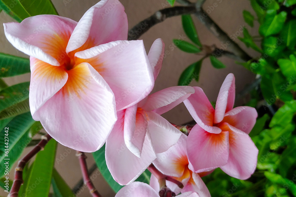 pink frangipani flower