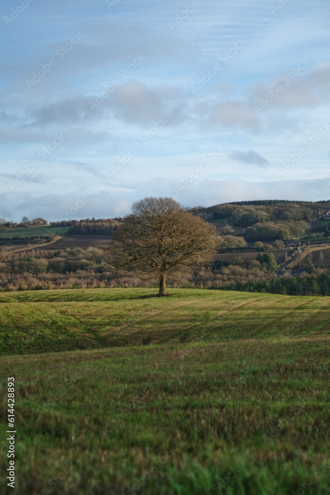 Obraz premium A lone Oak Tree in the British Countryside