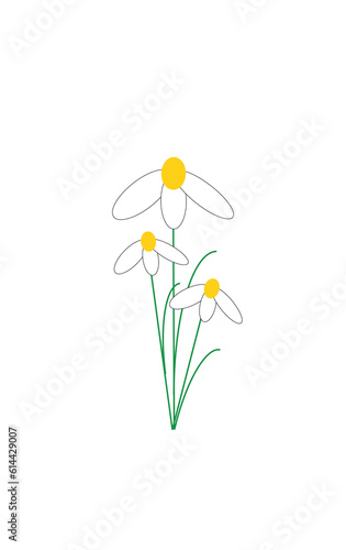 Chamomile isolated on white