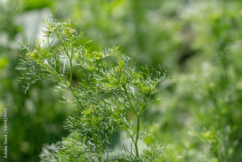 Partially blurred background image of green sprigs of dill growing in vegetable garden.