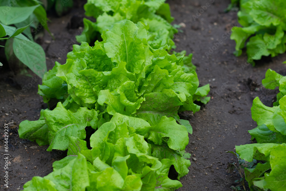 Green Lettuce leaves texture background. Lactuca sativa green leaves, close up. Green Lettuce leaves texture background. Lactuca sativa green leaves, close up.