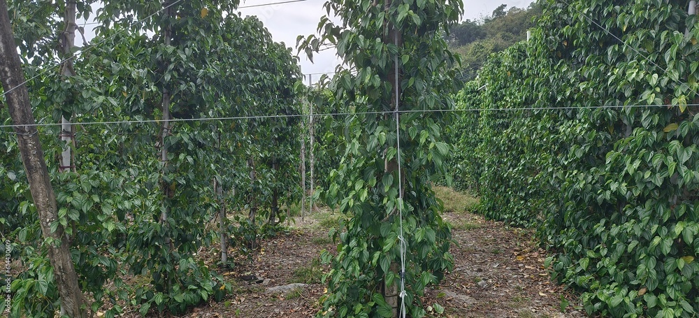 Obraz premium Medicinal plant Papaya, used in areca nuts