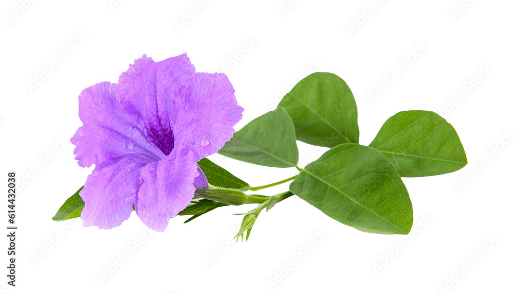 Purple flowers on transparent png Purple flowers on transparent png
