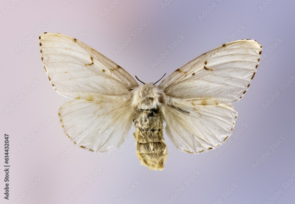 White Acronicta Vulpina Noctuid Moths Dagger Moths White Acronicta Vulpina Noctuid Moths Dagger Moths