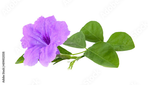Purple flowers on transparent png
