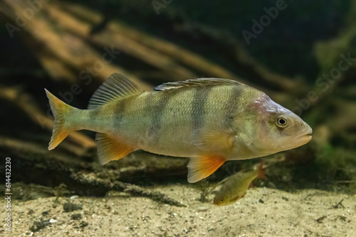 European Perch Perca Fluviatilis Rieder Fish