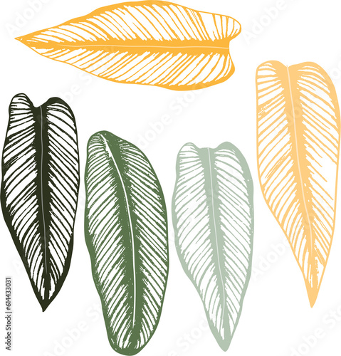 colorful line art decor set tropical palm tree and leaf Illustrations for nature design