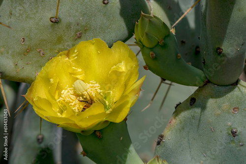 Bright yellow Opuntia prickly pear cactus flowers with bees around them photo