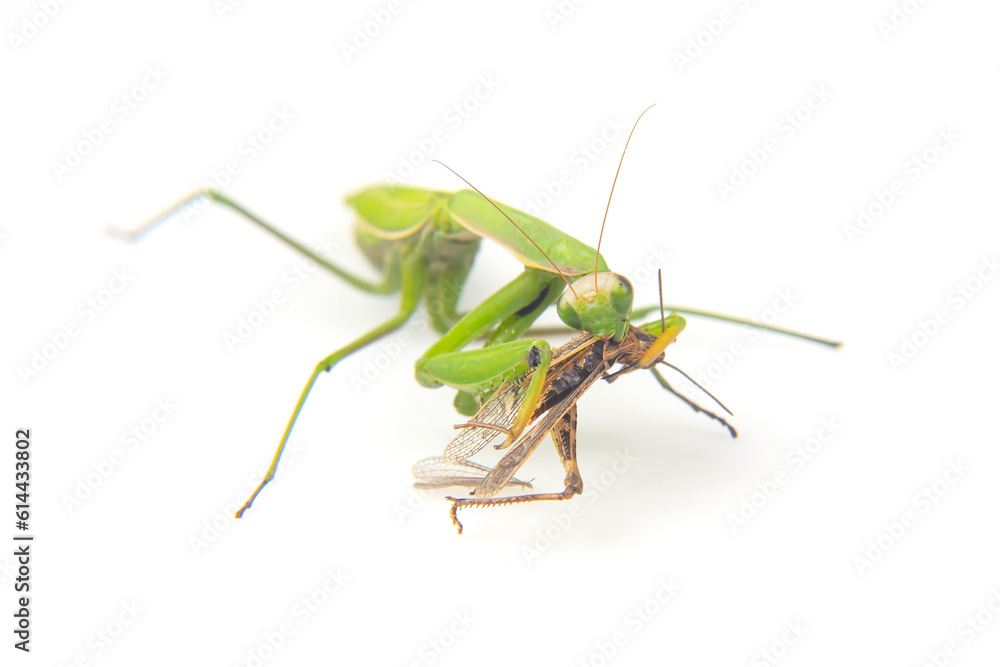 praying mantis eats a grasshopper close-up on a white background. Hunting in the world of insects. Prey for eating insects praying mantis eats a grasshopper close-up on a white background. Hunting in the world of insects. Prey for eating insects