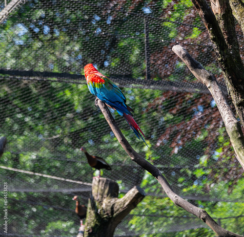 blue and yellow macaw