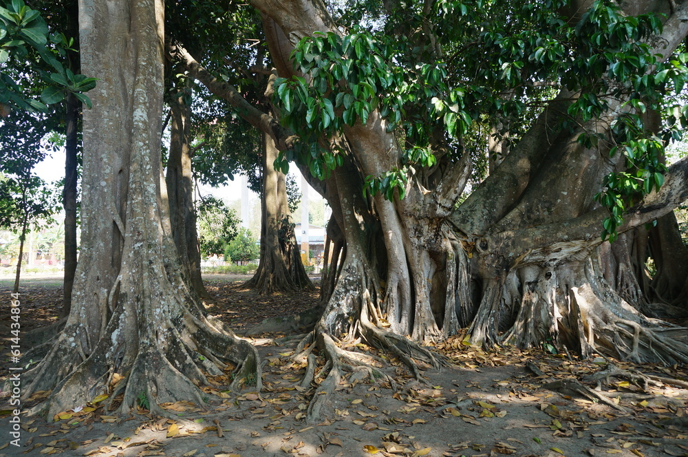 tree in the aerial roots tree in the aerial roots