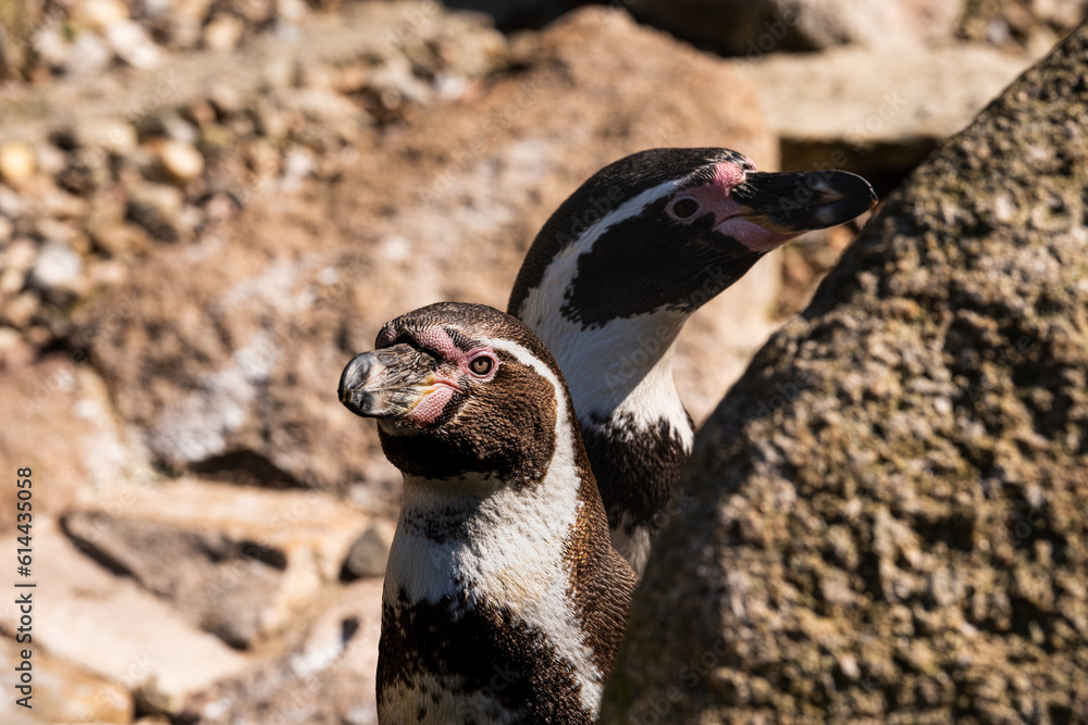 Fototapeta premium Two Penguins in a park
