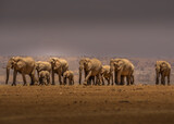  Kenya Elephants
