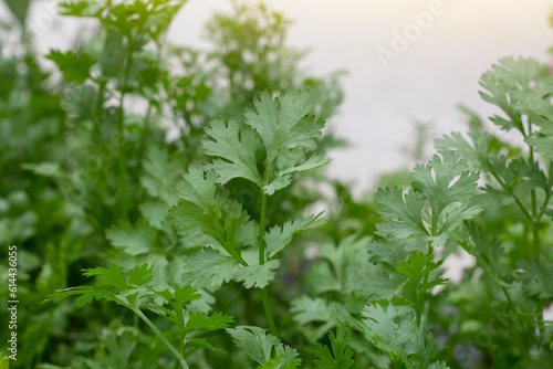 Fresh coriander is growing with sunlight in the garden is a fragrant vegetable.
